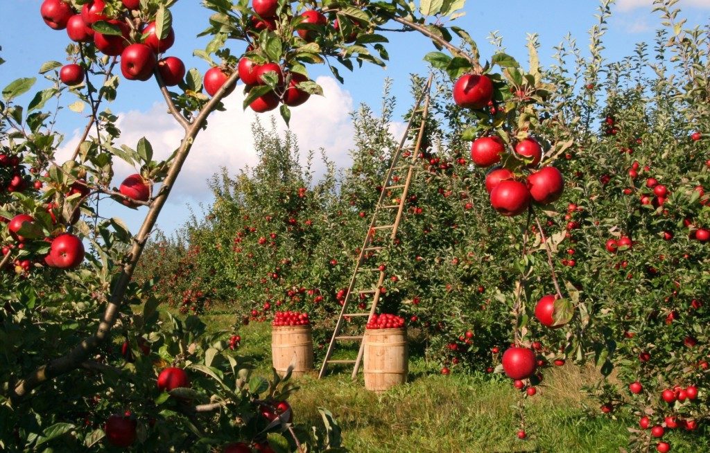 Image result for apple picking